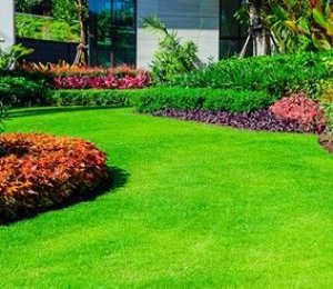 Tại sao nên sử dụng dịch vụ của Lk Landscape | Dịch vụ cắt cỏ sân vườn