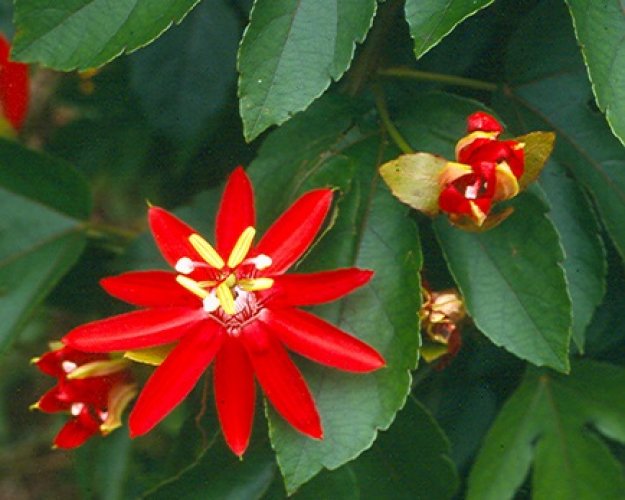 DÂY LEO SAO ĐỎ -  Passiflora coccinea