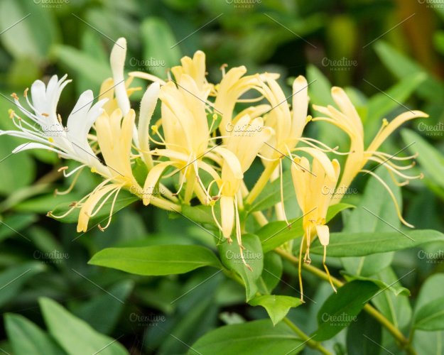 dây leo kim ngân hoa - Lonicera japonica