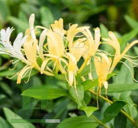 dây leo kim ngân hoa - Lonicera japonica